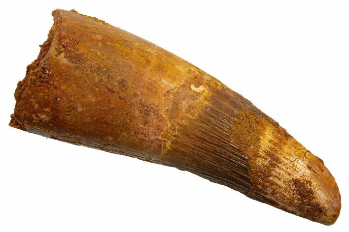 Fossil Spinosaurus Tooth - Real Dinosaur Tooth #330061